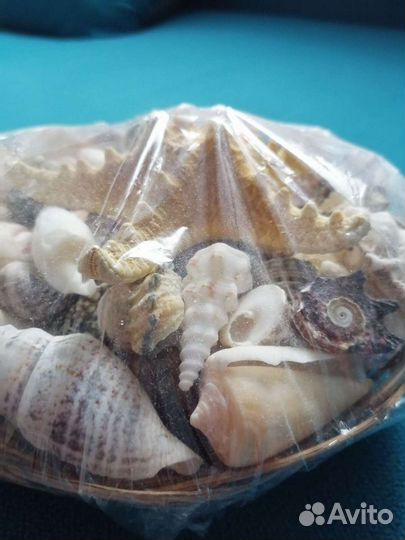 Морские ракушки