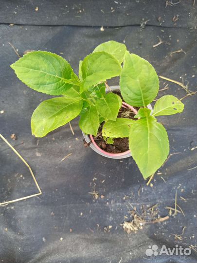 Гортензия саженцы