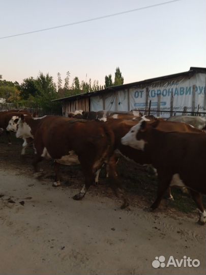 Коровы и телки