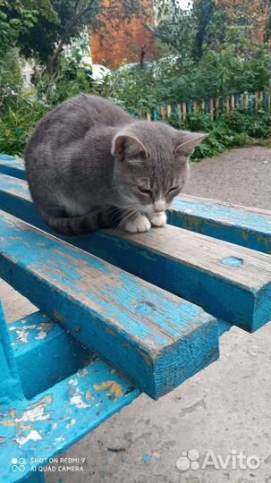 Котенок мальчик