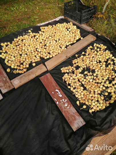 Лук севок многозачатковый семейный