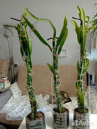 Питахайя, питайя, драконий фрукт