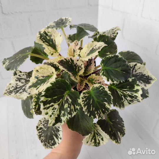 Фиалки трейлеры