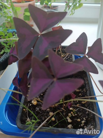 Кислица оксалис