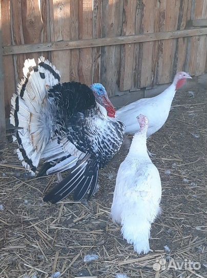 Продам индюков