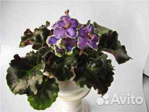 Детки сортовых фиалок