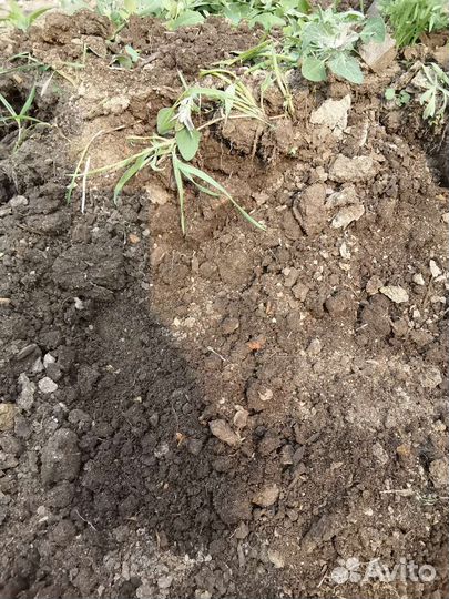 Отдам чернозем, самовывоз