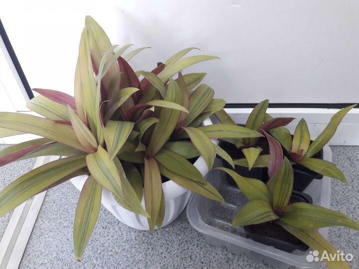 Традесканция рео