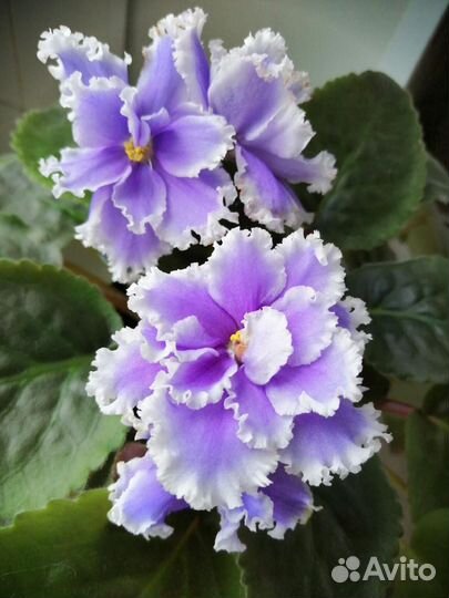 Набор листьев фиалки. Набор № 2