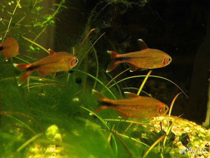 Аквариумные адаптированные рыбки