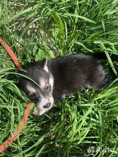 Щенки хаски