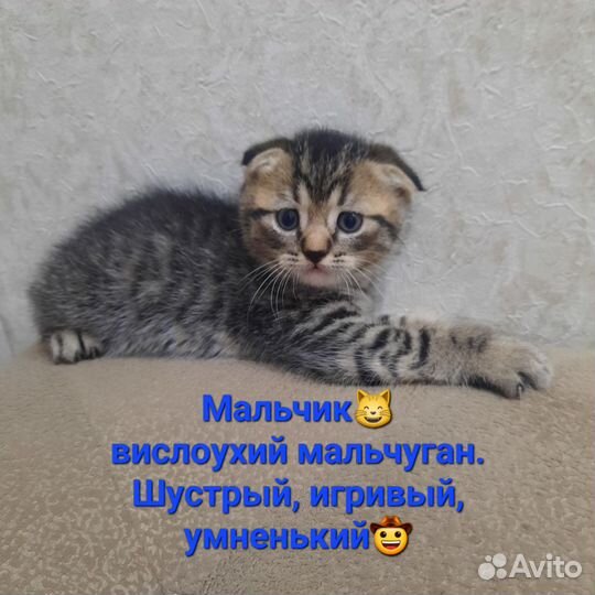 Британская