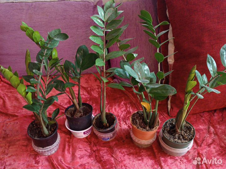 Замиокулькасы