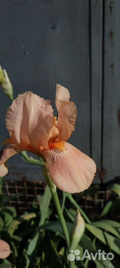 Ирисы и другие растения