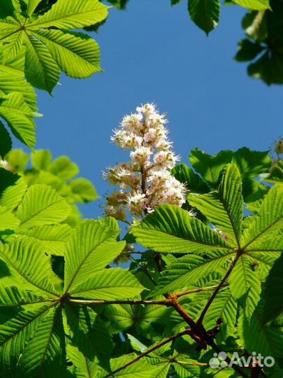 Каштан конский/саженцы