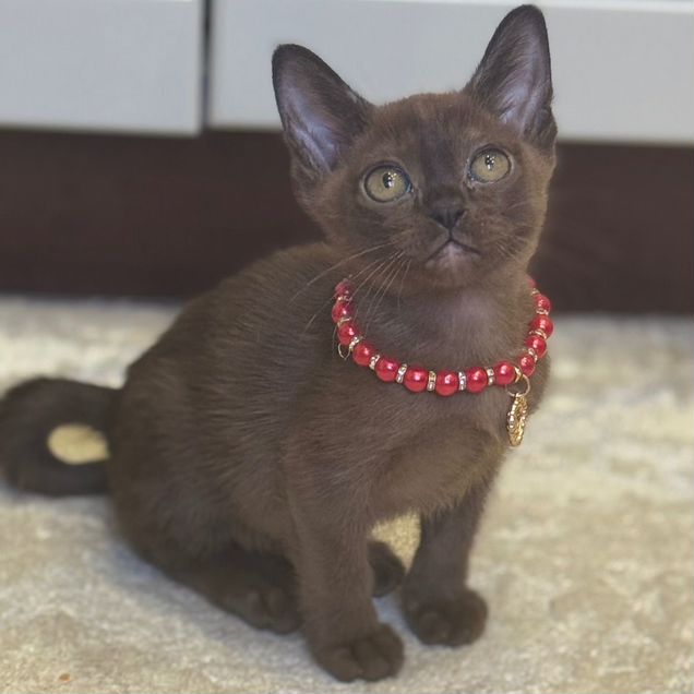 Европейский бурманский котёнок