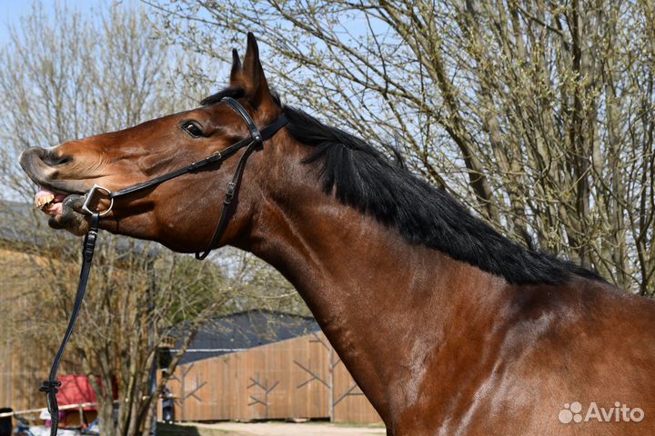 Голштинская кобыла