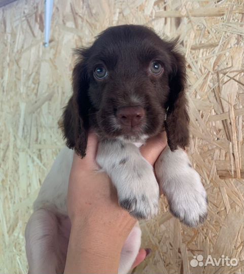 Русский спаниель