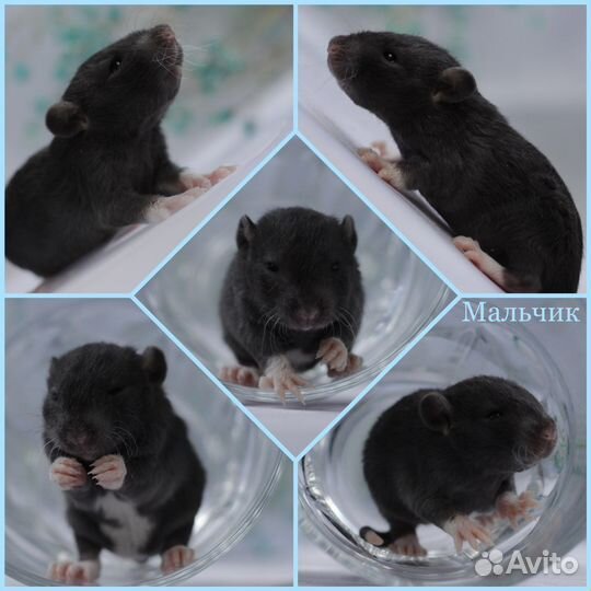 Крысята декоративные