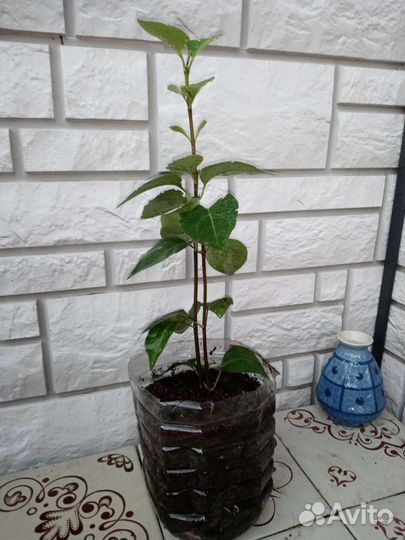 Белая сирень