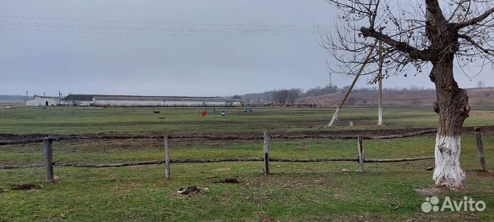 Постой лошадей