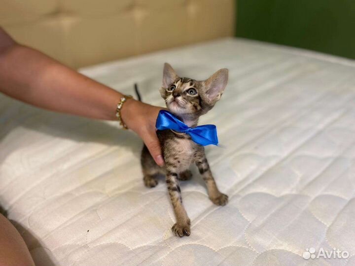 Ориентальные котята тигрового окраса