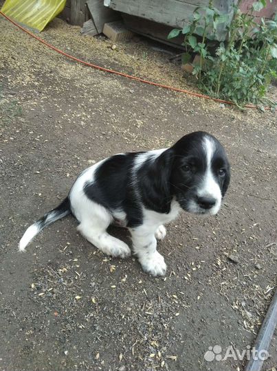 Щенки спаниель