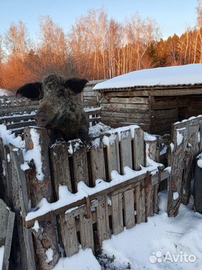 Венгерская мангалица