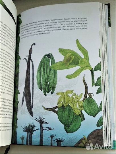 Вокруг света за 80 растений. Джонатан Дрори