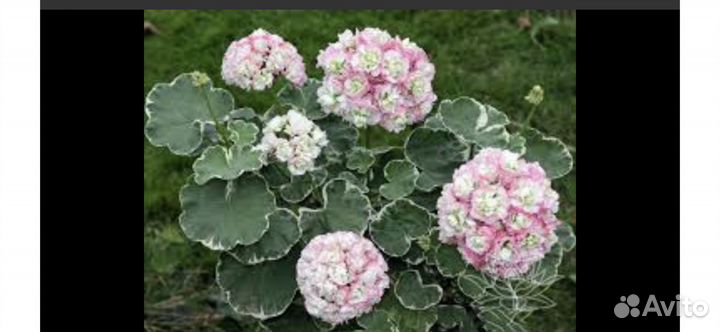 Пеларгонии сортовые