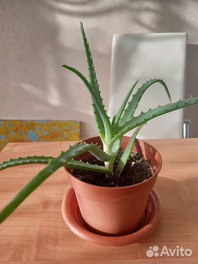 Алоэ вера лечебный