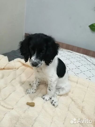 Русский спаниель