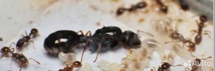 Tetramorium caespitum матка с рабочими