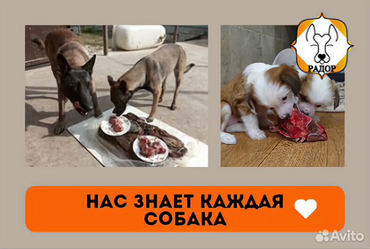 Фарш для собак говяжий