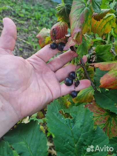 Кусты смородины и крыжовника