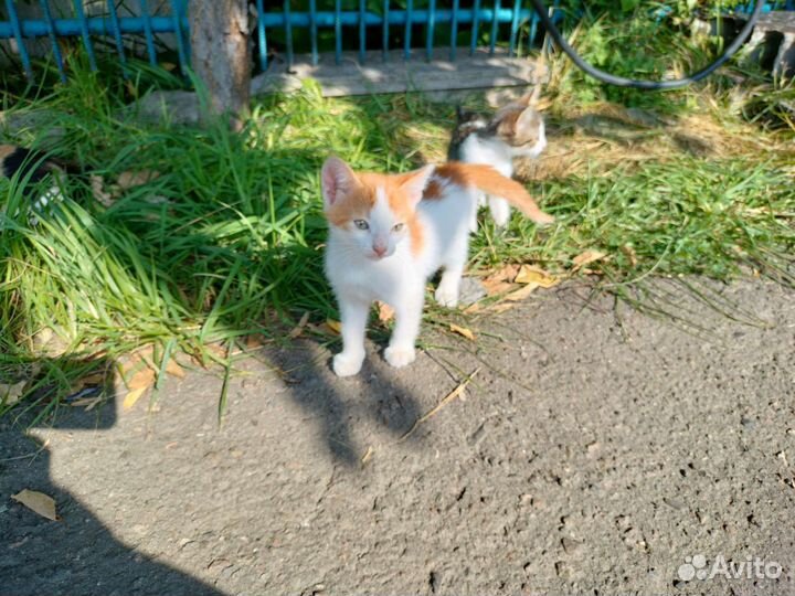 Котята в добрые руки