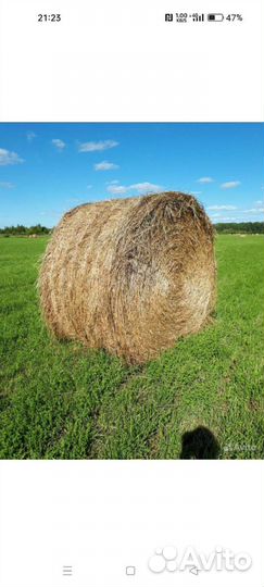 Сено в тюках