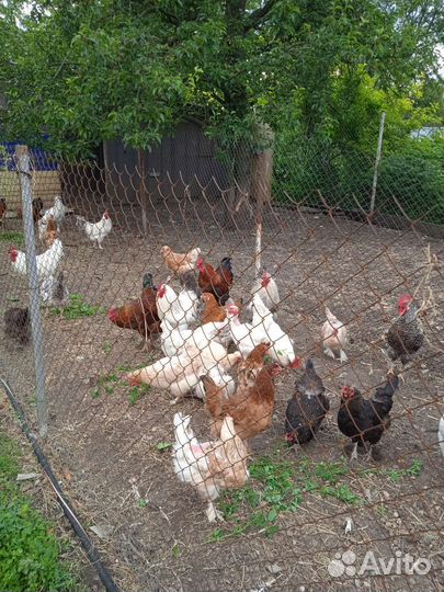 Куры, петухи