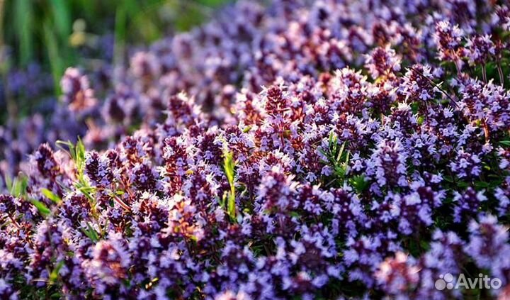 Чабрец сушеный (тимьян)