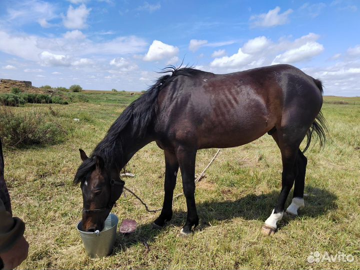 Продам лошадь