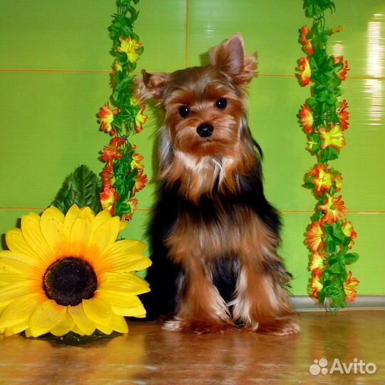 Йоркширский терьер - Мальчик 9 месяцев