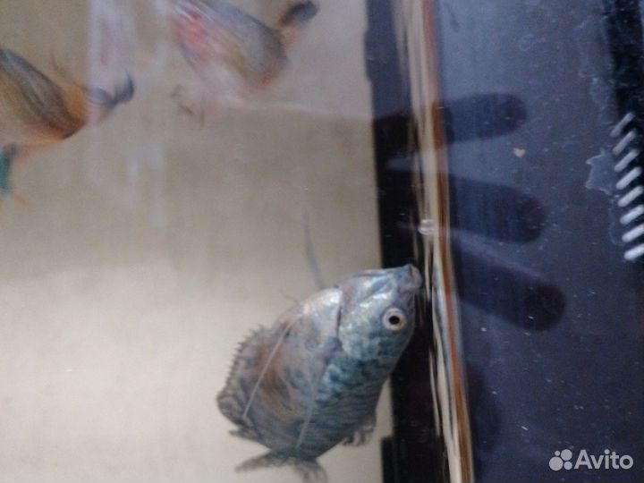 Аквариумные рыбки гурами