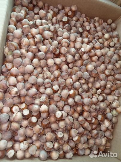 Орехи лесные