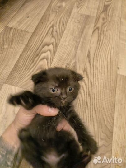 Отдам вислоухих котят, все кошки