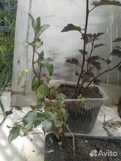 Лох серебристый