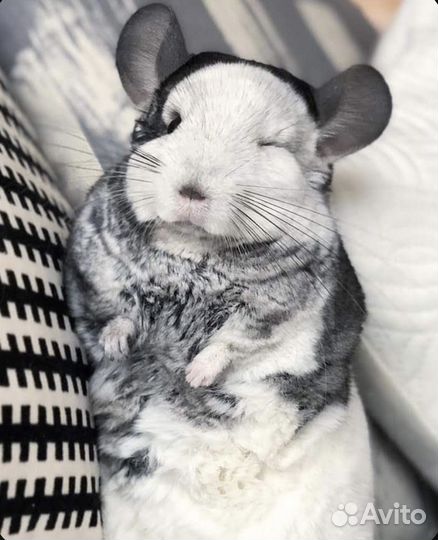 Шикарные шиншиллы - прекрасный домашний друг