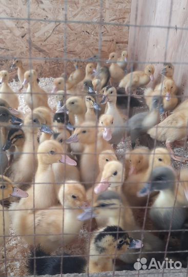 Цыплята, утята, молодые петушки