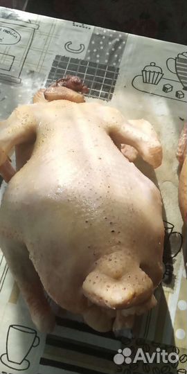 Масо бройлера