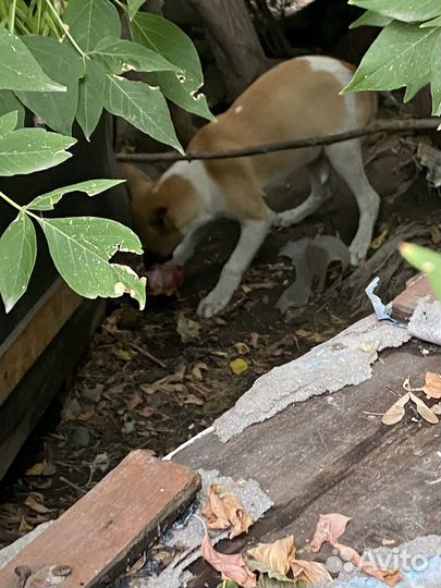 Маленькая собачка мальчик в добрые руки