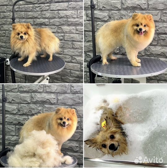 Стрижка собак